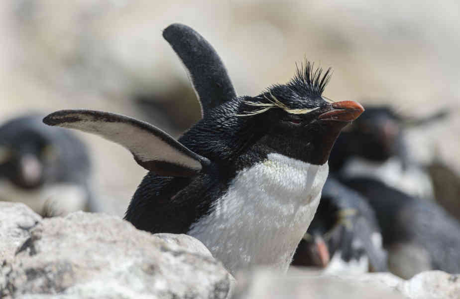Pingüino Rockhopper - islas Falkland o Malvinas 13.jpg